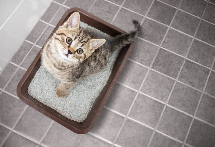 Hoe je je kat kunt leren om de kattenbak te gebruiken