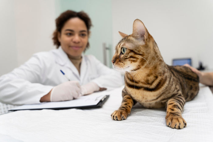 Waarom is het Belangrijk om de Gezondheid van je kat te Monitoren?